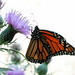 Monarch on Field Thistle, P9120027.JPG