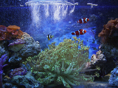 tropical fishes for aquarium. Tropical Fish - Reef Aquarium