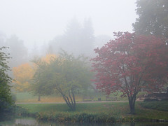 Fog in the Park