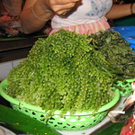 Bulbous Seaweed for Sale