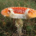 Fungi @ Dunwich Heath