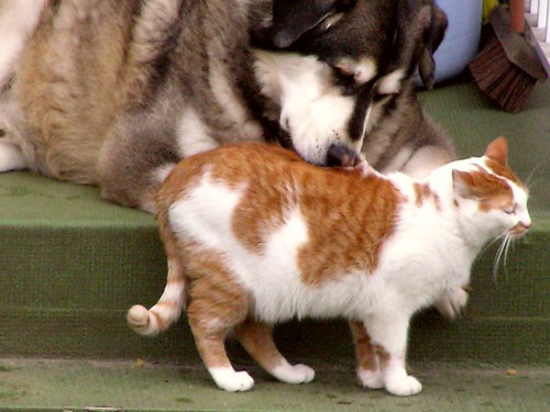 Cats & Dogs together! (Group)