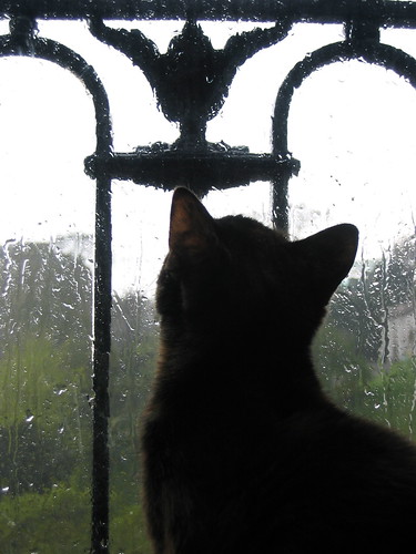 Cat and rain