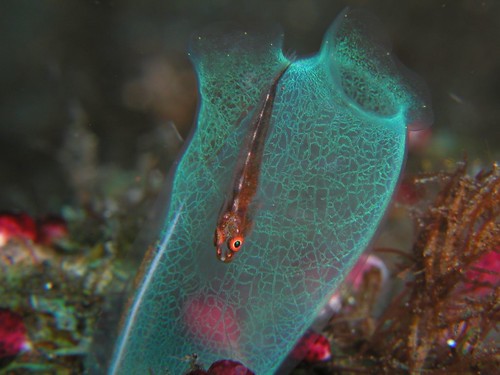 tunicate, with resident goby