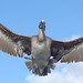 Coming in for a landing in the Galapagos Islands