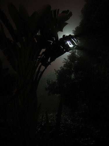 creepy trees at night. more foggy, creepy trees