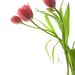 tulip by mamako7070