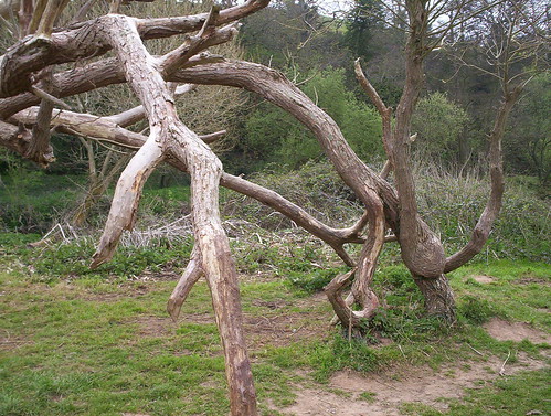 twisted tree along the river otter