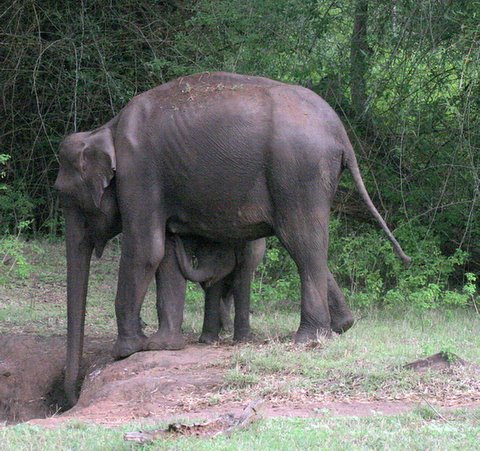 Elephant Mother and Calf Suckling
