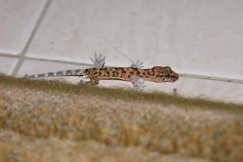 Lizard near the carpet