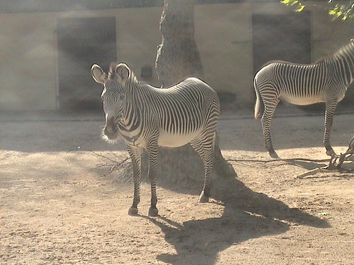 Equus grevyi - Grevy's Zebra Grevy's 