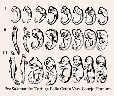 Embriones de Haeckel