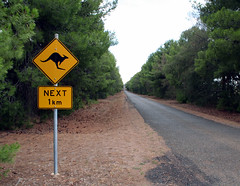 Kangaroo crossing