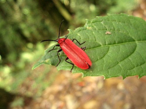 Beetle, without the black dots