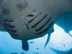 Manta ray getting cleaned in Goofnuw channel