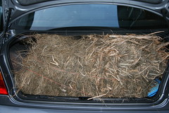 trunck full of hay