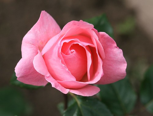The Queen Elizabeth Rose