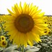 Sunflower Field @ Zama