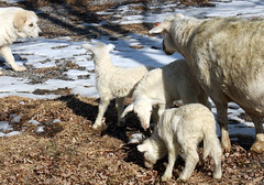 January lambs