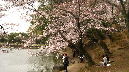 有兩個人在櫻花樹下野餐