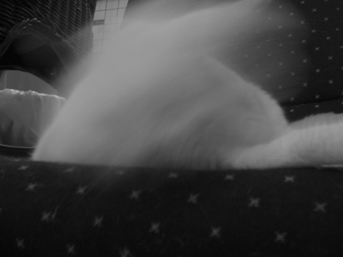 Blurry Cat 1