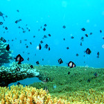 School of Reticulate Dascyllus on the Coral, Thailand