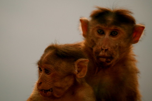 macaques of matheran