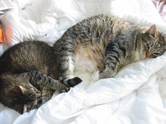 Pecos naps with big sister Sumatra. (11/08/2006)