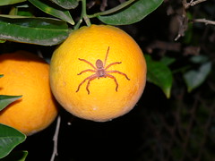 Spider trying to eat my orange