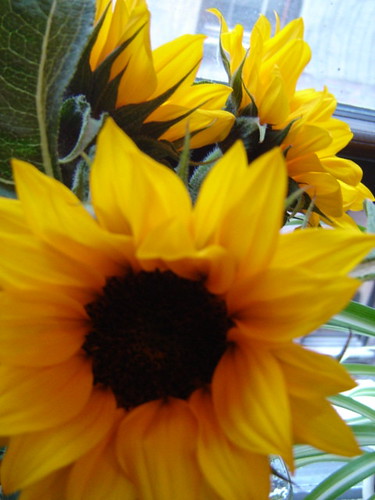 mini sunflowers on the windowsill