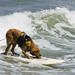 dog-saint-kat-surfing_0031