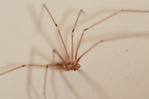 Pholcus phalangioides (Daddy Long Legs)