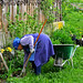 Farmer woman's work in spring