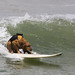 dog-saint-kat-surfing_0177