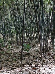 bambú negro