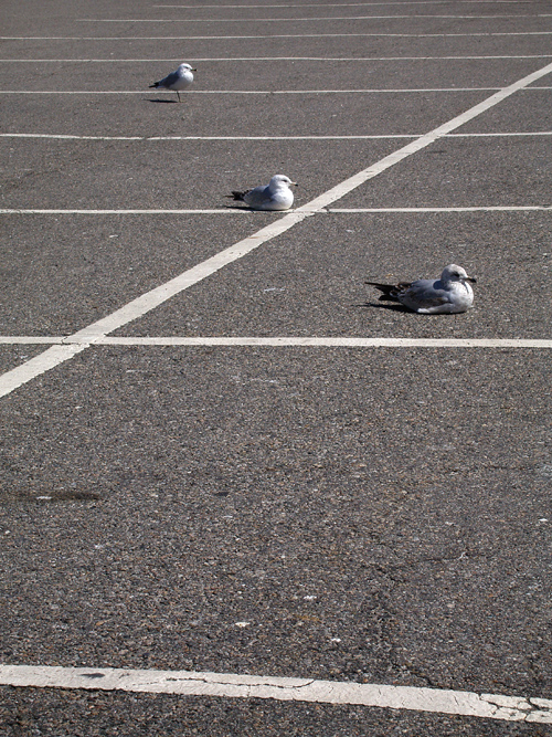 parking lot sea gulls