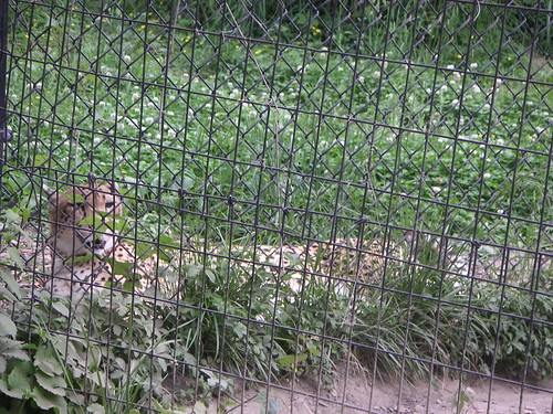 Cheetah Through Fence