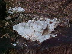 Chicken of the Woods (white, decayed )