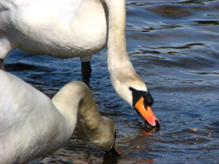 swans eating rice krispies