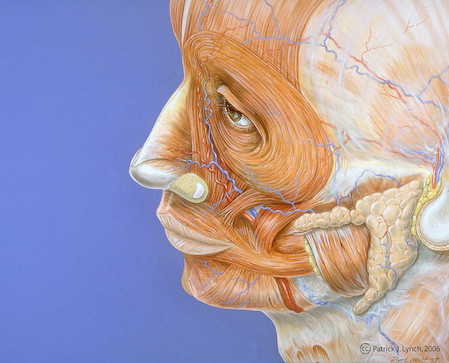 Human face anatomy