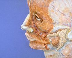 Human face anatomy by Patrick J. Lynch, on Flickr
