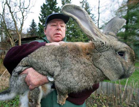 Giant Rabbit 2