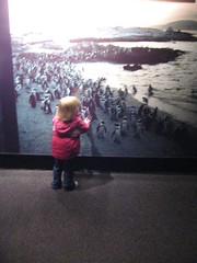 gracie sees the penguins