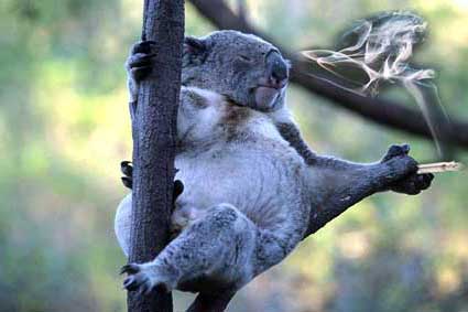 Smoking Koala