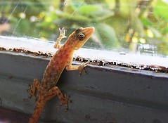 Lizard on a window pane