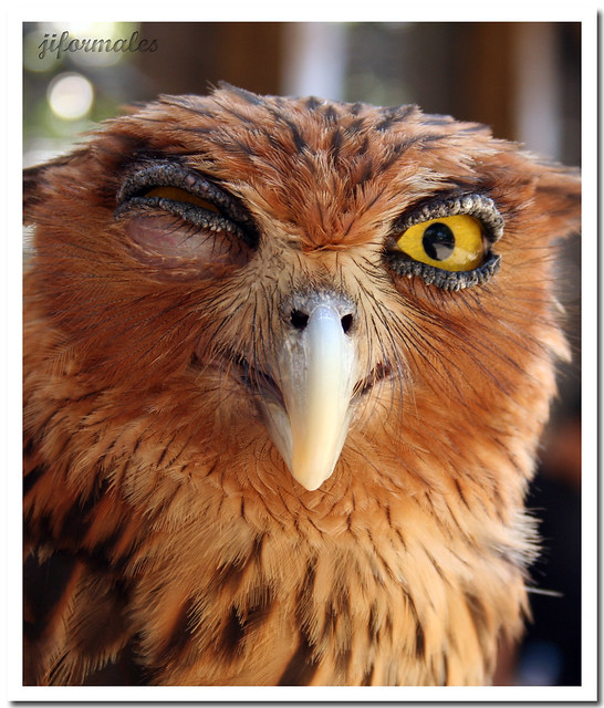 owl @ avilon zoo
