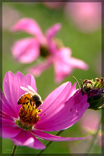 花兒與蜂