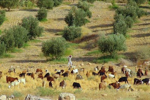 Bedouin with his flock, along King's Highway in Jordan