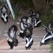 skunk party on the porch