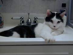 Spud in the Sink